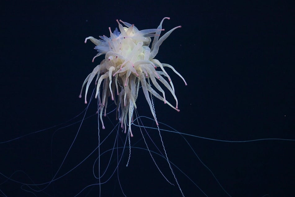 Aufnahme einer Bathyphysa-Staatsqualle, auch fliegendes Spaghettimonster genannt.