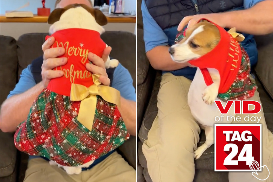 In today's Viral Video of the Day, a chunky Jack Russell terrier puts on her best dress for Christmas!