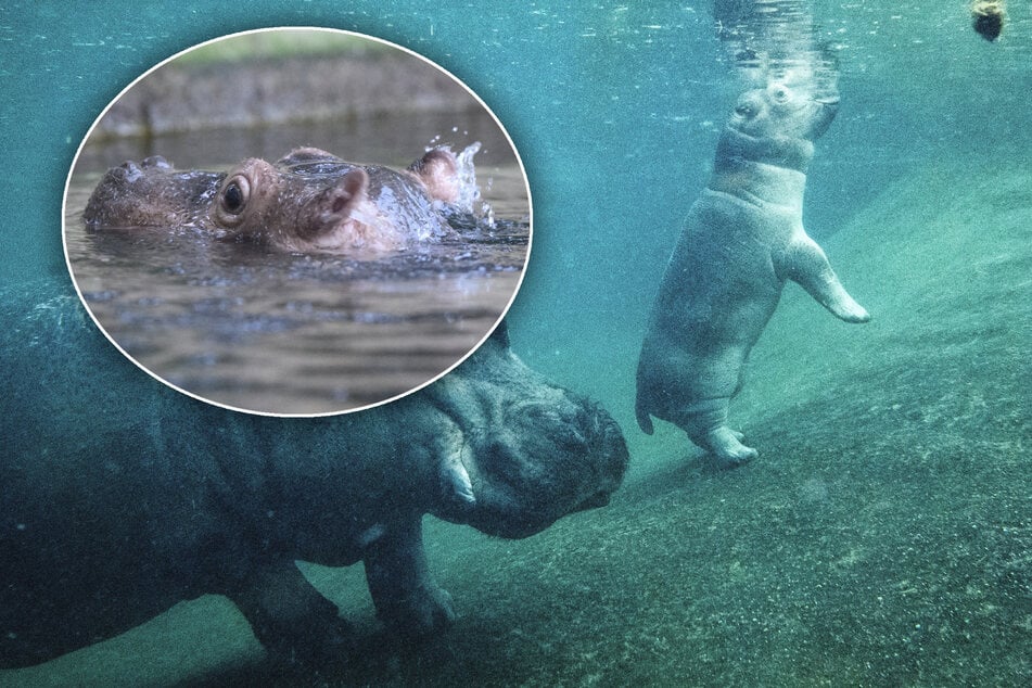 Kalle Kullerauge guckt in die Röhre: So wird das Berliner Baby-Hippo heißen