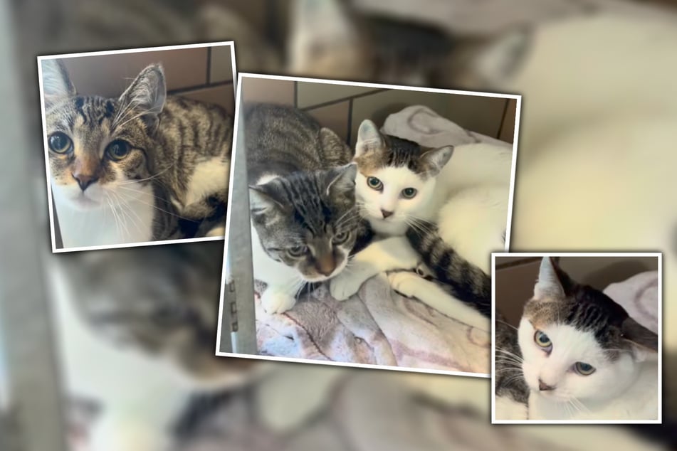 Die beiden Brüder seien einfach unzertrennlich.