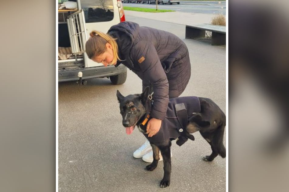 Der dreibeinige Floki konnte nach einiger Zeit wieder mit den Pflegern des Tierheims in Stendal vereint werden. Da war die Freude groß!