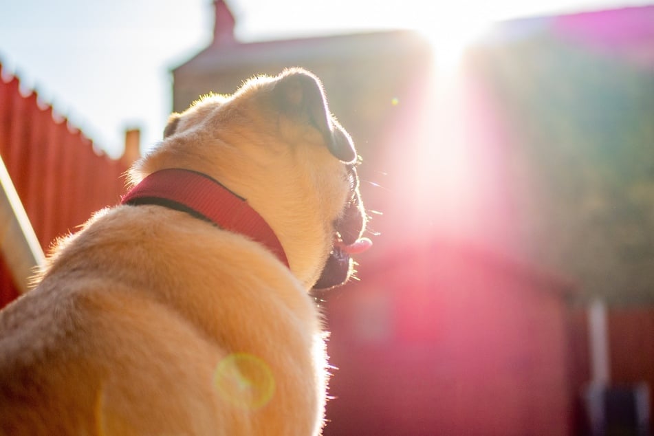 Besonders bei Hitze muss man auf seinen Hund achtgeben.