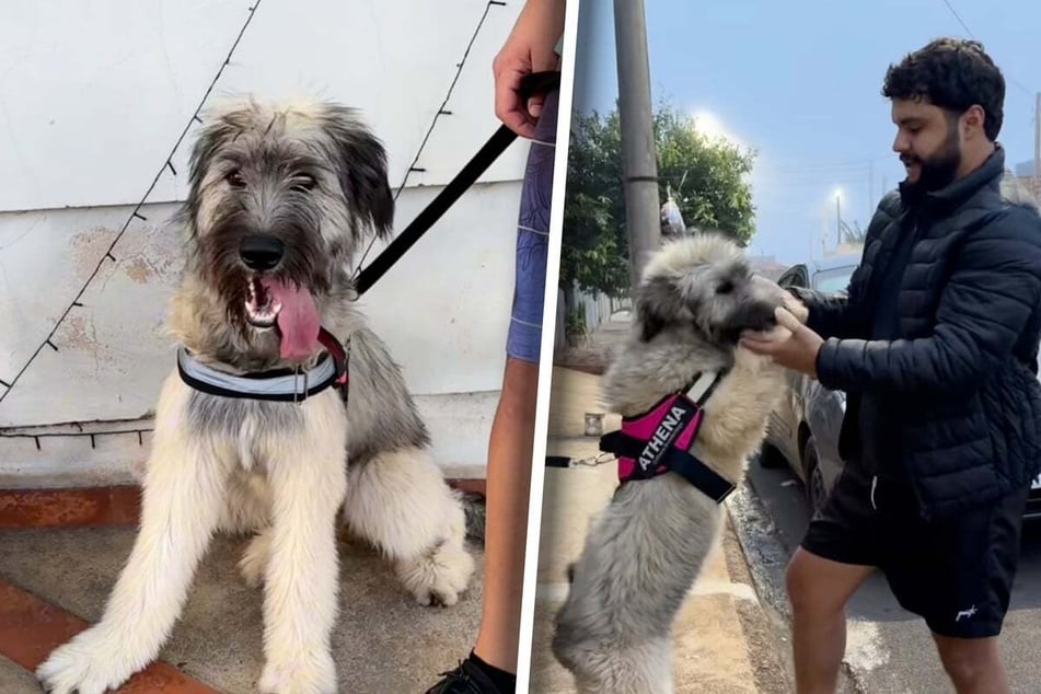 At around five months old, Athena looks like a completely different dog.