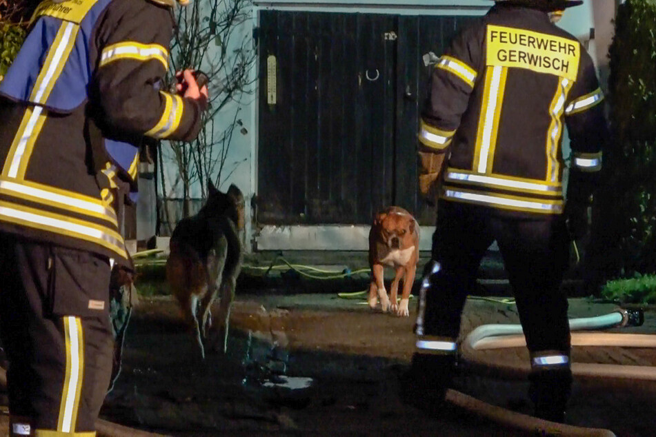 Aus dem brennenden Haus wurden mehrere Hunde gerettet.