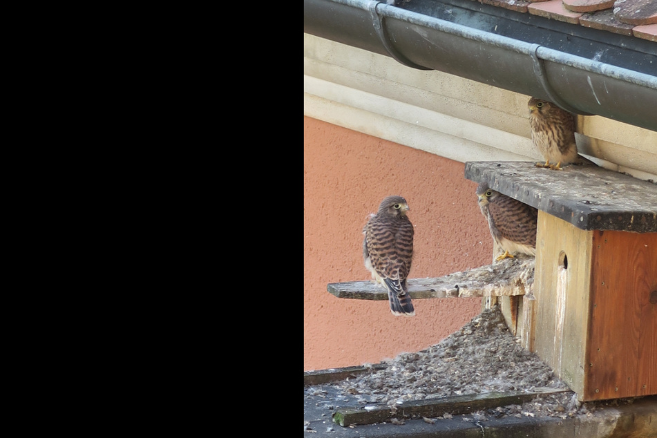 Das undatierte Bild zeigt Falken-Nachwuchs, der an einem Nistkasten der Coburger Polizei sitzt.