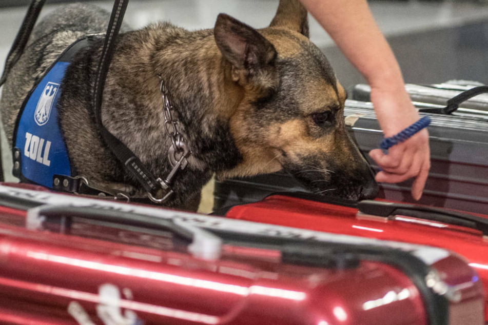 Die Hunde entdeckten zwei Hartschalen-Koffer, in denen jeweils 6,5 Kilogramm Kokain versteckt waren (Symbolbild).