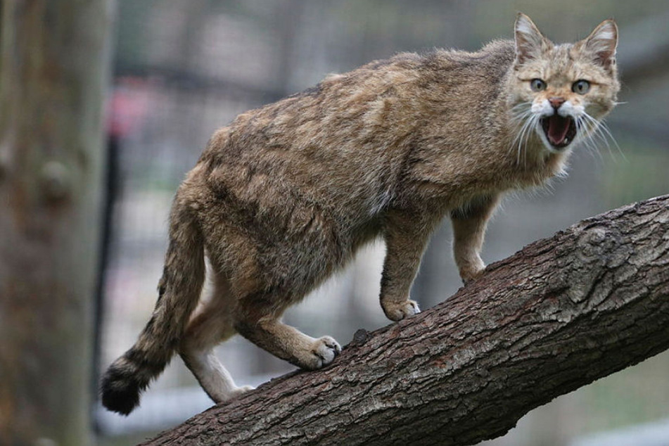 Milderes Klima und Jagdverbot: Wildkatzen breiten sich aus