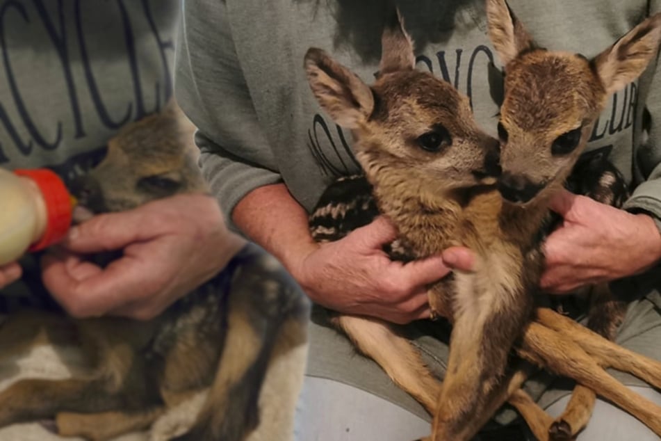 Drama on Mother's Day: Two fawns become orphans