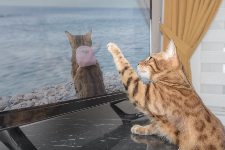 Scheinbar können Katzen fernsehen, denn die Tiere reagieren zum Teil auf das laufende TV-Programm.