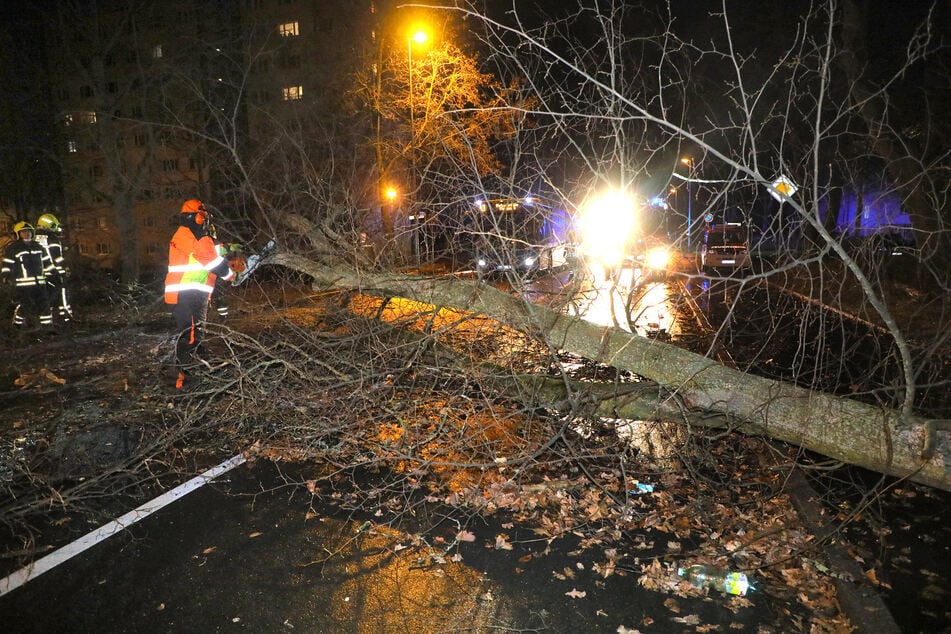 Ein umgestürzter Baum blockierte die Scheffelstraße in Chemnitz.