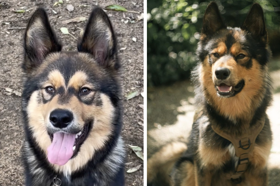 A German Shepard and husky mix makes for one adorable dog!