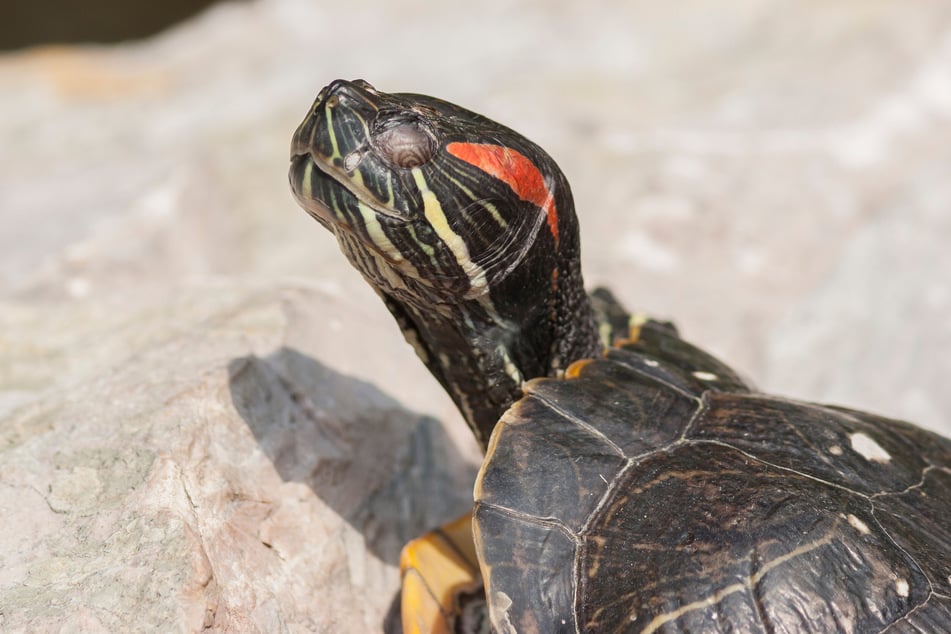 Eine Schildkröte beim Sonnenbad.