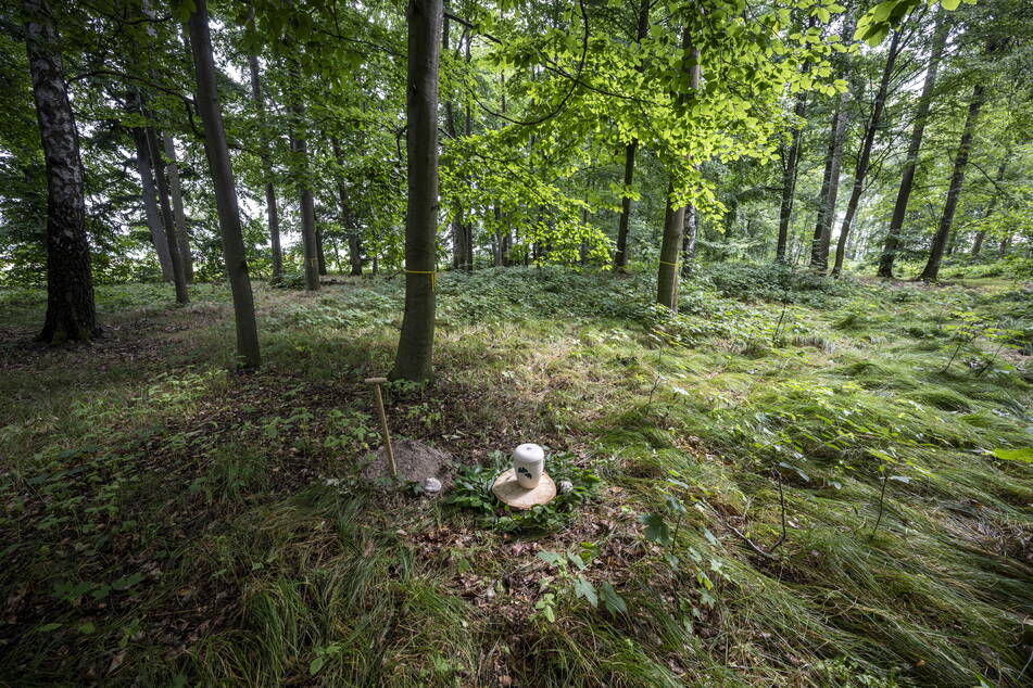 Einblicke in den FriedWald Waldenburg: ein Grab mit kompostierbarer Urne.