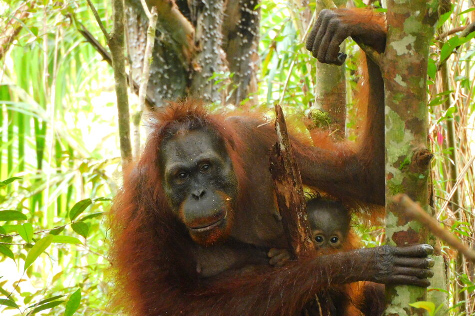 Orang-Utan-Weibchen Ajeng ist endlich Mutter geworden.