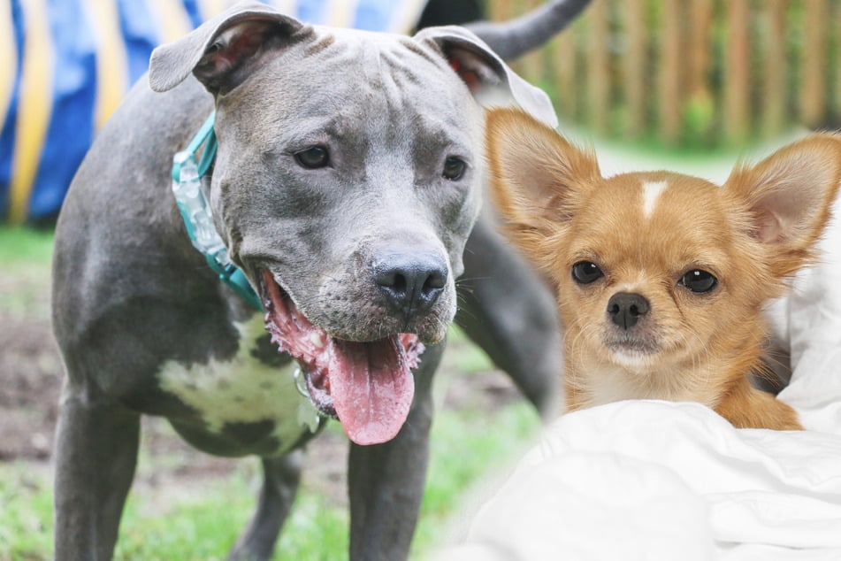 Pit Bull and Chihuahua parents create unique-looking baby in viral footage