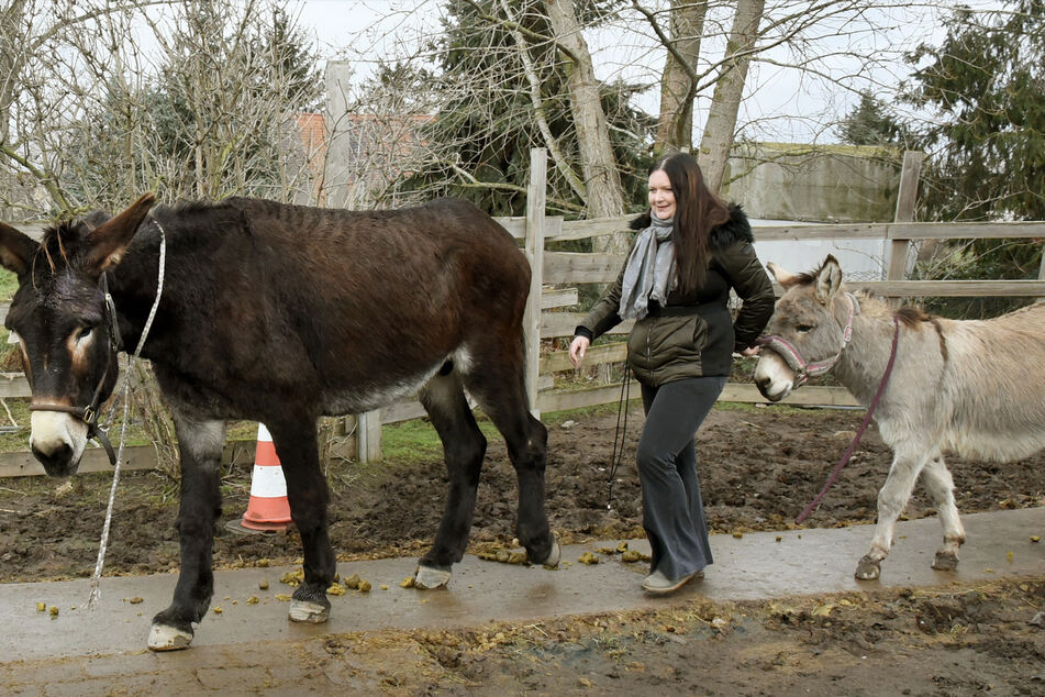 Katharina Perutzki (31) geht auf ihrer Kuschelfarm zwischen dem übergroßen etwa 1,74 Meter großen Esel Fred und dem zwölfjährigen Esel Speedy spazieren.