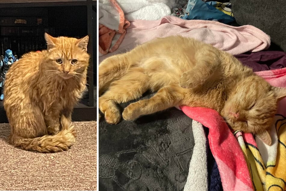 Schon nach kurzer Zeit fühlte sich die zunächst verängstige Katze pudelwohl.