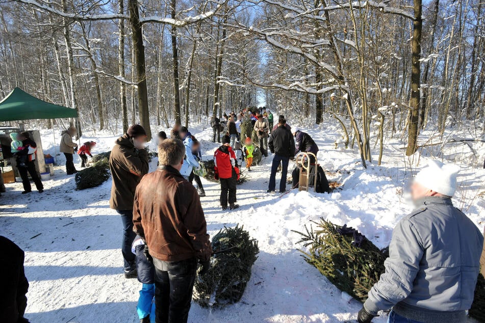 Ob es zum Weihnachtsbaumschlagen im Rabensteiner Wald dieses Wochenende frisch gefallenen Schnee gibt, steht noch in den Sternen.