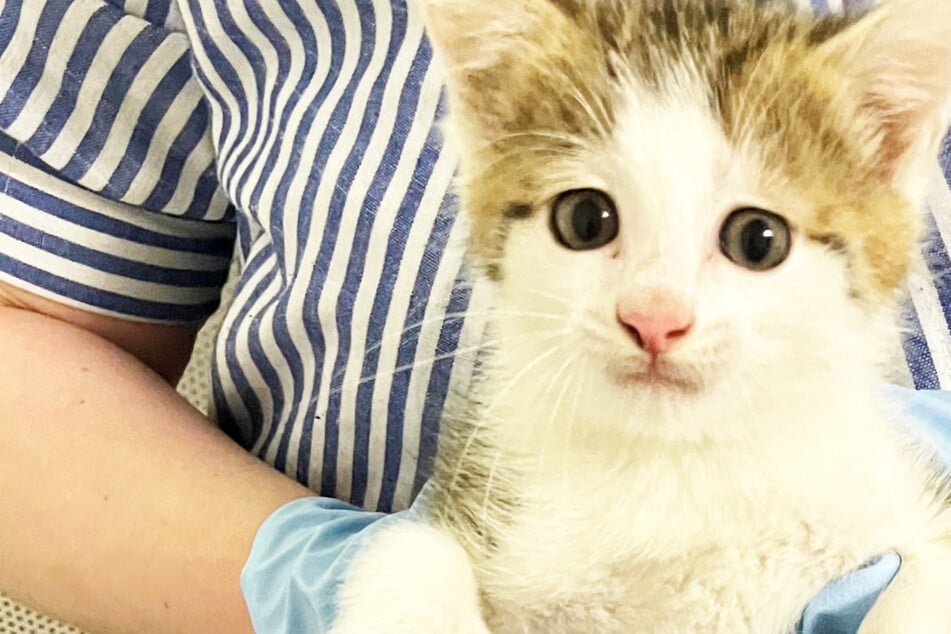 Dieses Katzenbaby wurde am Dienstagmorgen bei der Rastanlage Lorsch-Wes an der A67 in Südhessen entdeckt.