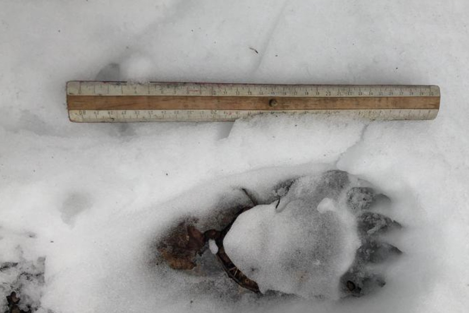 Ein Braunbär hat im Schnee im oberbayerischen Landkreis Miesbach eine Spur hinterlassen.