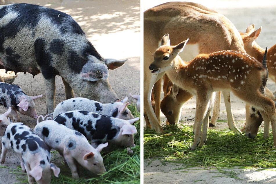 Im Hamburger Tierpark Hagenbeck gibt es Arten, die vom Aussterben bedroht sind. Nachwuchs gibt es bei den Bentheimer Landschweinen (links) und den Sika-Hirschen (rechts)