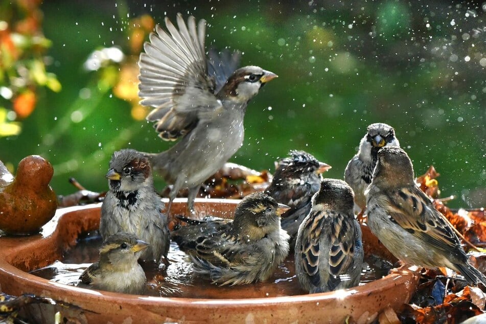 Badespaß im Garten: Auch Vögel freuen sich im Sommer über eine Möglichkeit zur Abkühlung.