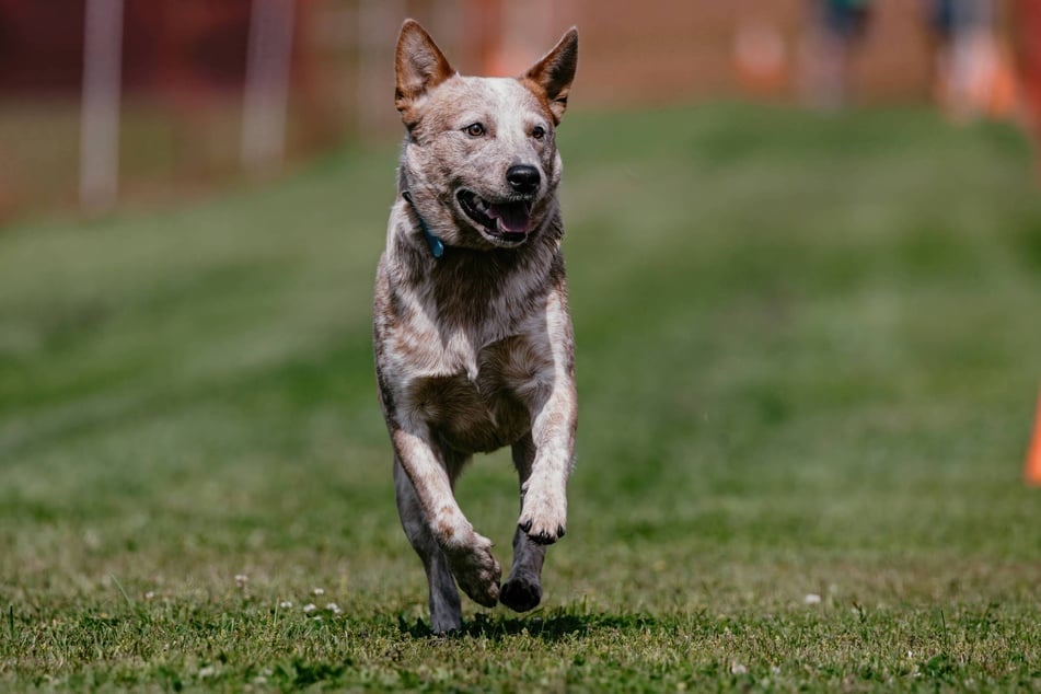 Aufgrund seines freundlichen Verhaltens gilt der Australien Cattle Dog auch als Familienhund.