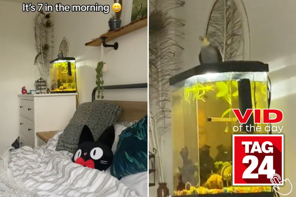Today's Viral Video of the Day features a cockatiel that loves mornings so much, he can't help but sing sweet praises!