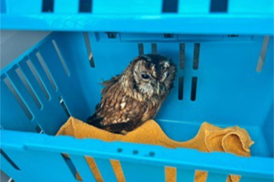 Der Kauz konnte sich aus eigener Kraft nicht mehr befreien.