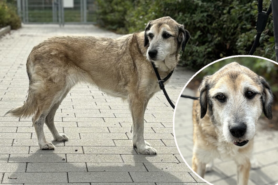 Hunde-Oma verstoßen: Findet Ranja doch noch ihr Happy End?