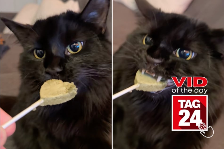 viral videos: Viral Video of the Day for August 8, 2025: Black cat hilariously claims heart-shaped catnip lollipop