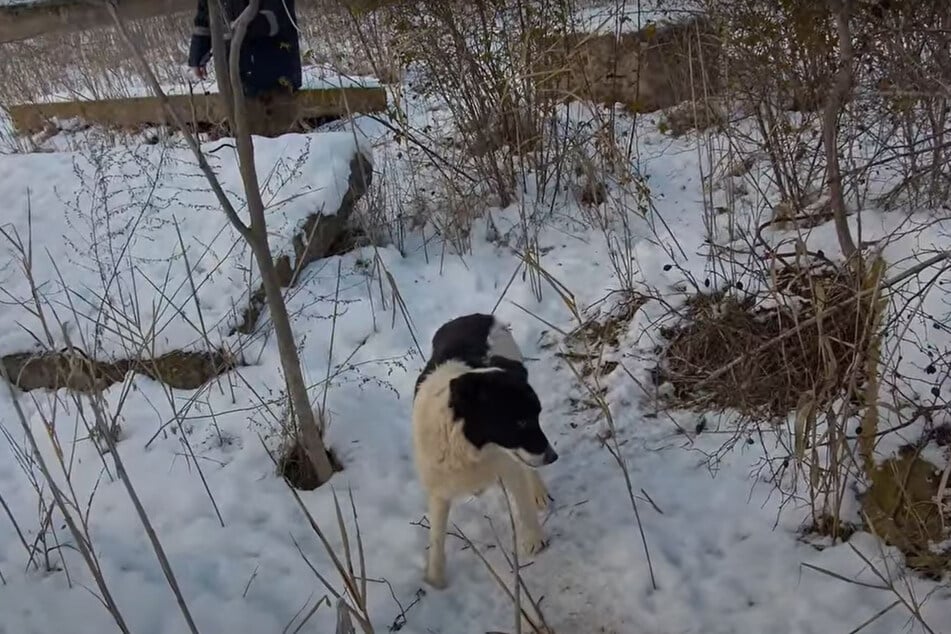 The dog led her rescuers to a rather unusual place.