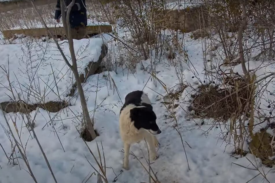 Die Hunde-Mutter führte ihre Retter an einen ungewöhnlichen Ort.