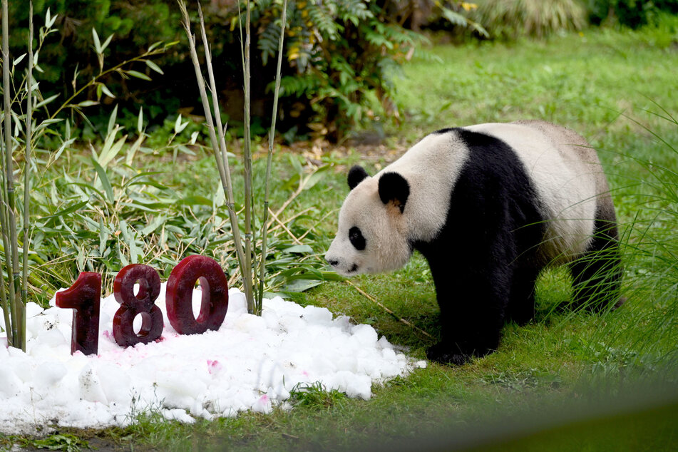 Im Zoo Berlin leben mehr als 20.000 Tiere.