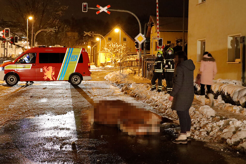 In Chemnitz-Einsiedel lag ein verletztes Pferd auf der Straße.