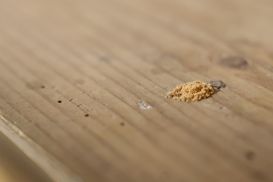 Der Holzwurm hinterlässt Spuren.