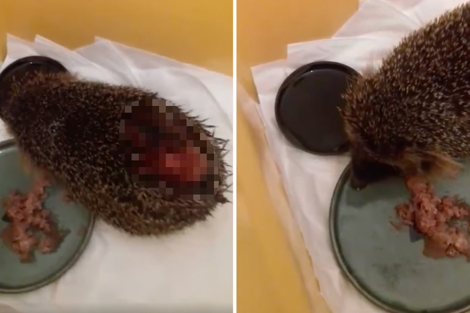 Dieser kleine Igel wurde aus dem Winterschlaf gerissen und am Rücken verletzt.