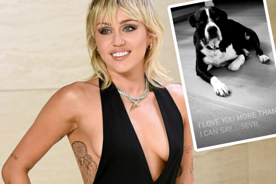 Miley Cyrus trauert um ihren Hund: Sie widmet ihm einen neuen Song!