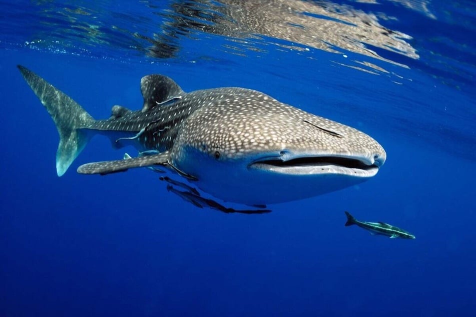 Gigantisch und beeindruckend: Der größte Fisch der Welt ist der Walhai.