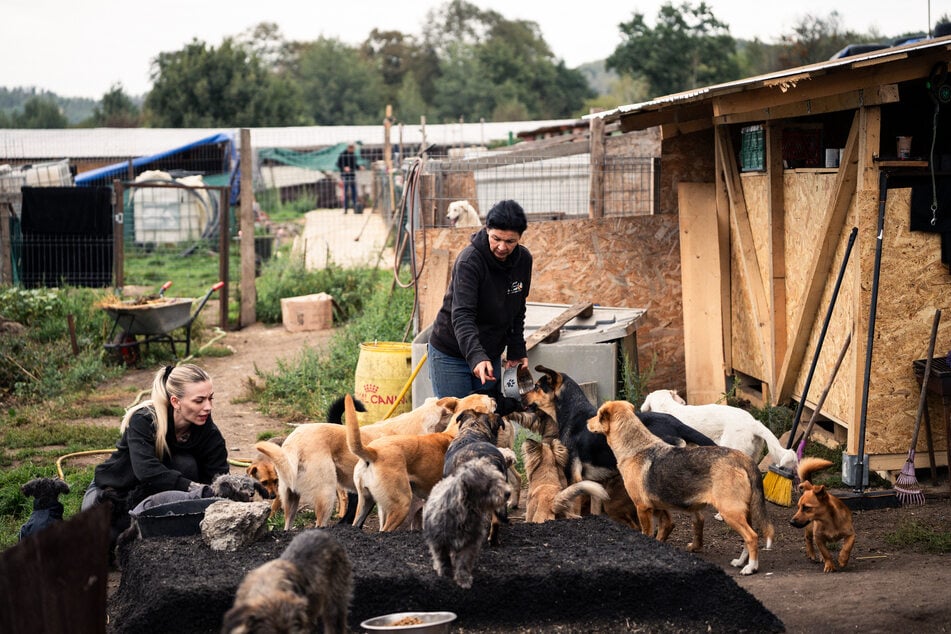 Gemeinsam mit der Tierheim-Leiterin Julia füttert Lisa (l.) die Hunde.