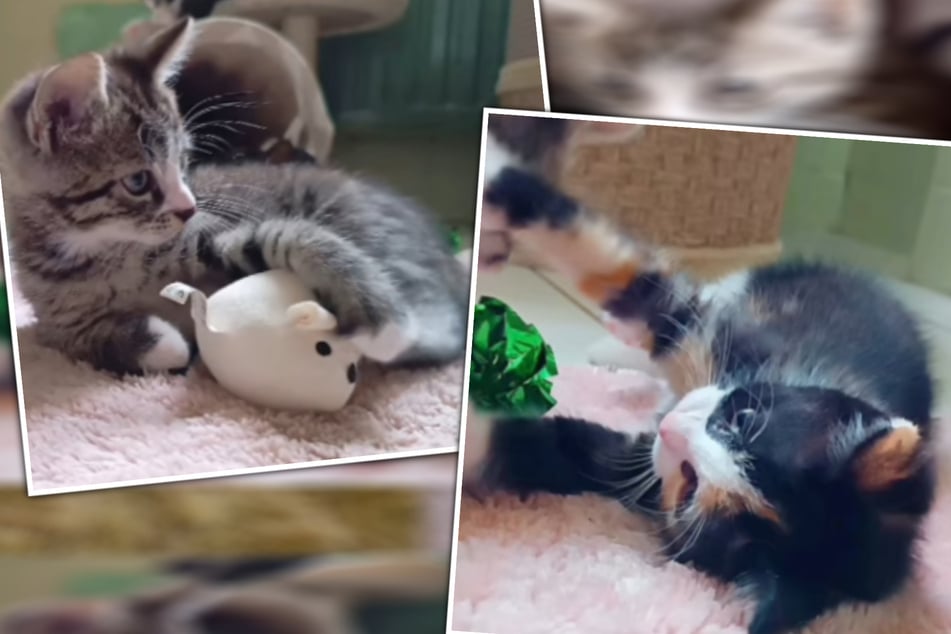 Zuckerschock im Tierheim: Gleich 17 Katzenbabys suchen eine neue Familie
