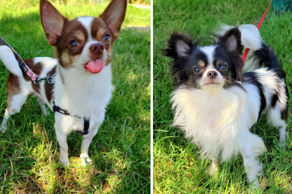 Humphrey (1, l.) und Chaplin (1) sind zwei Chihuahuas, die ein liebevolles Zuhause suchen.