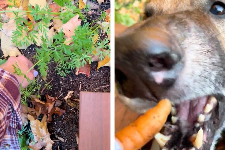 Dog "helps" owner in hilarious garden harvest on TikTok