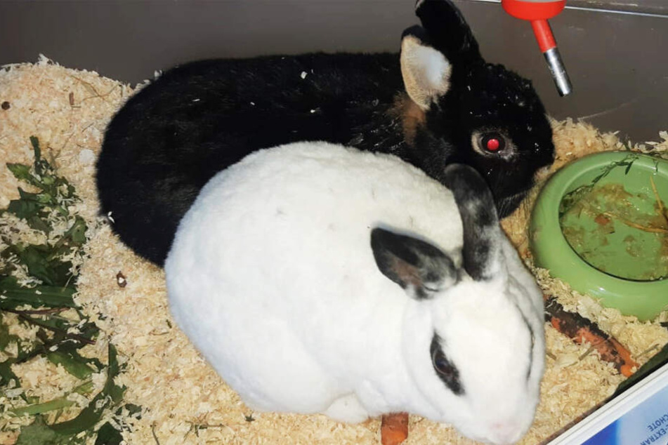 Die beiden Kaninchen waren sehr ungepflegt.