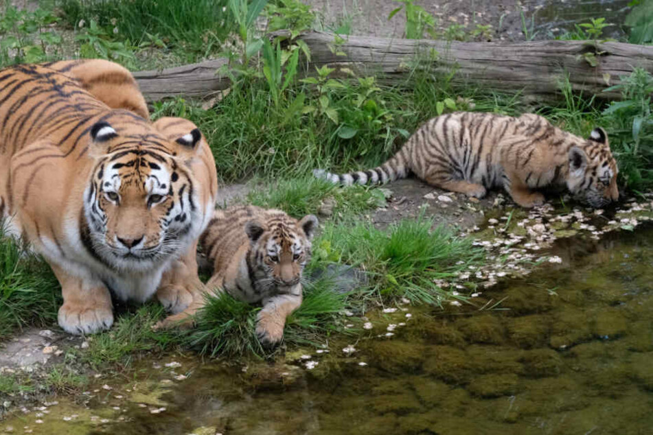 Da war sie noch ganz klein: Tigerdame Lenya (rechts) geht demnächst auf Reisen.