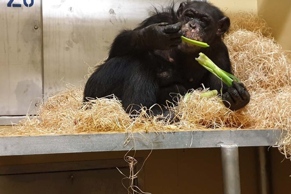 Schimpansen-Weibchen Bally liegt in einem Gehege des Krefelder Zoos im Stroh und isst Lauch.