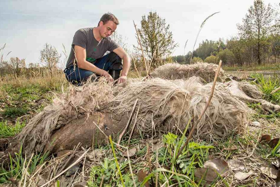 Schäfer Felix Wagner nach einem Wolfsangriff im Herbst 2018 in der Oberlausitz. Auch darum kümmert sich die neue Stelle.