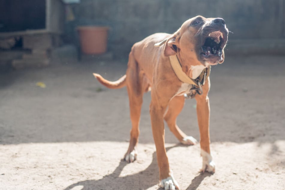 Eine Frau ist am Sonntag von einem Hund gebissen worden. (Symbolbild)
