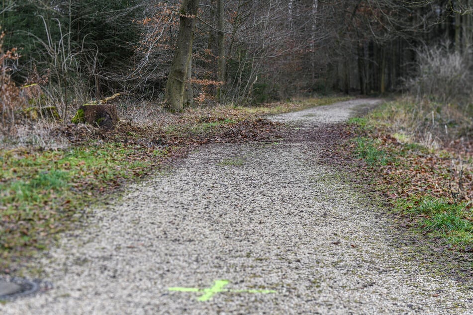 Das Waldstück, in dem die mutmaßliche Tat stattgefunden haben soll, wurde gründlich durchsucht.