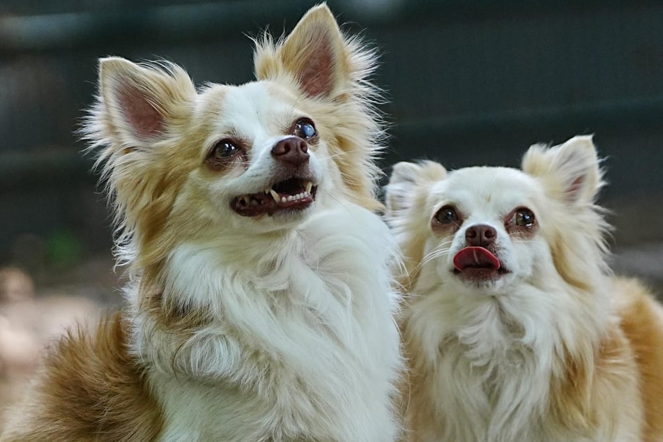 Die beiden Chihuahua-Brüder Tom & Jerry aus dem Franziskus Tierheim in Hamburg suchen ein liebevolles Zuhause.